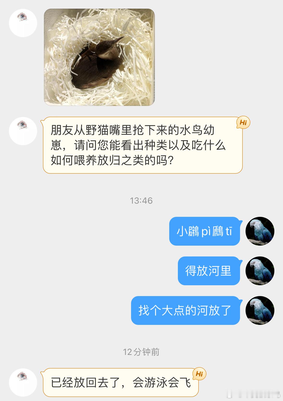 #野生动物与流浪猫# 流浪猫嘴里救下的【小xiǎo䴙䴘】它的脚丫子很特别，在陆地