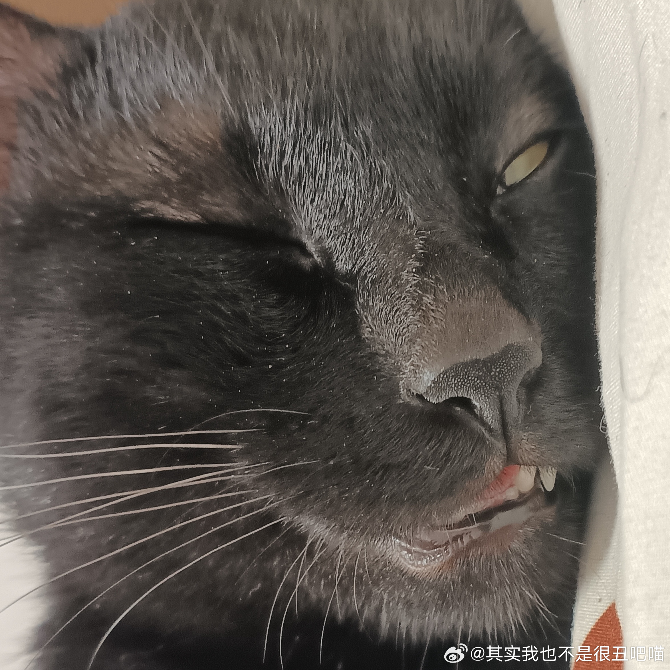 49359【丑猫】朱元璋