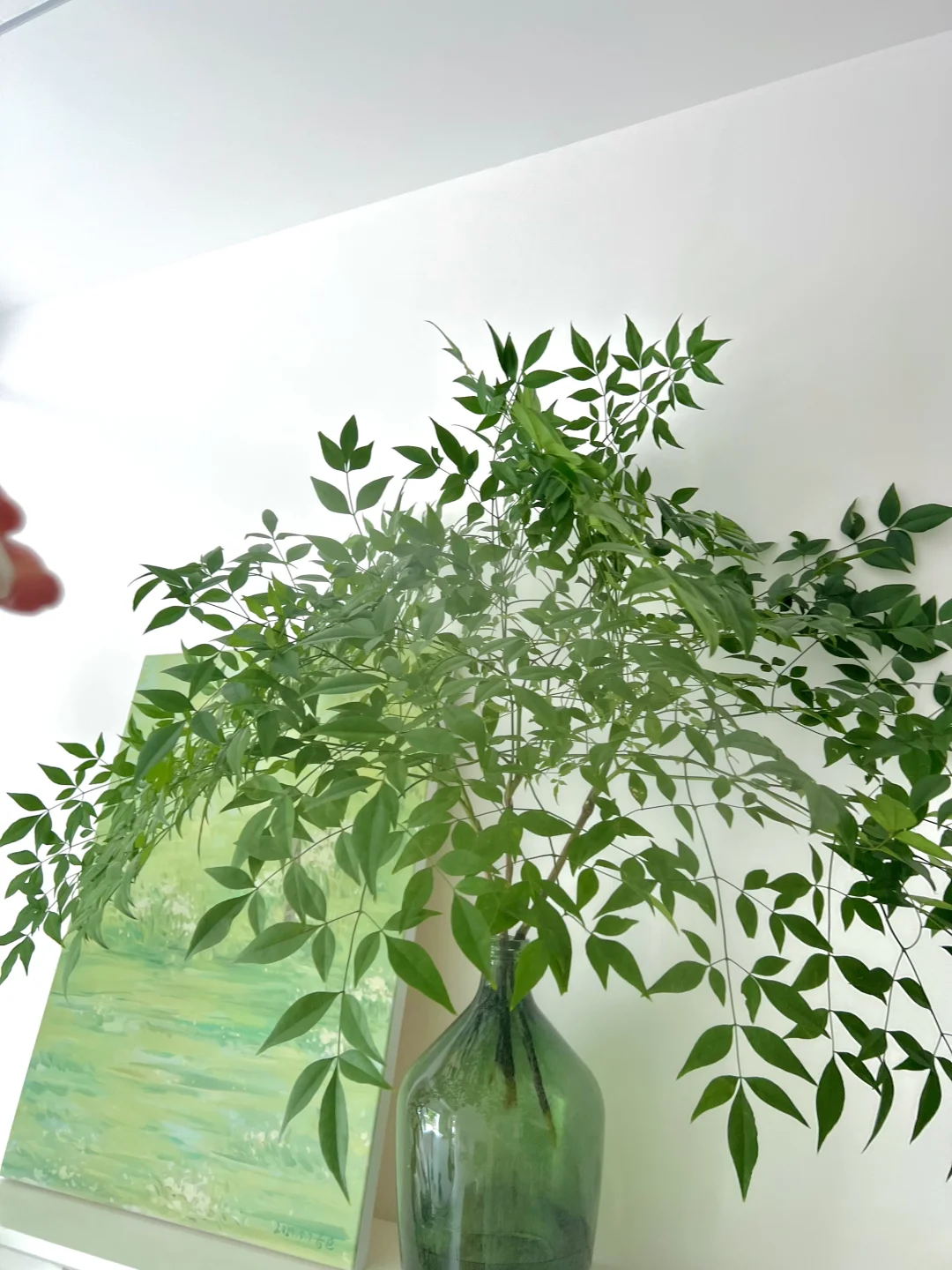 有货！！！室内小森林南天竹🌱