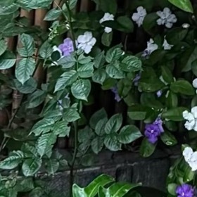 鸳鸯茉莉 1. 栽培方式：普通园土+腐叶土即可，对土壤无严苛要求；多年生宿根草本