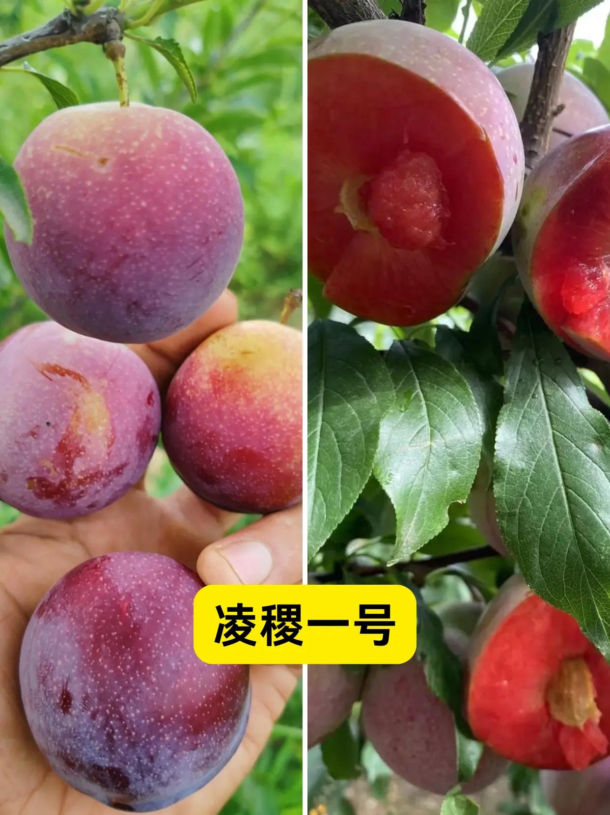 这三种李子，哪个最有市场？。李子种植
