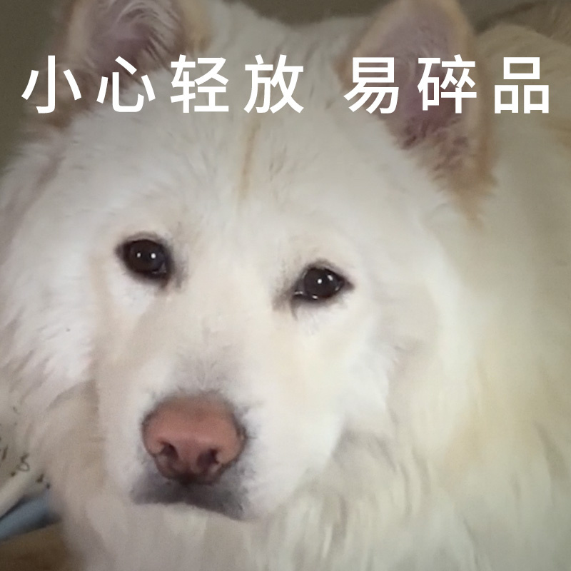 宠物宝贝的可爱宝贝来宠爱 哈哈哈哈万万没想到，宠物闯祸居然还能得奖！画面又搞笑又