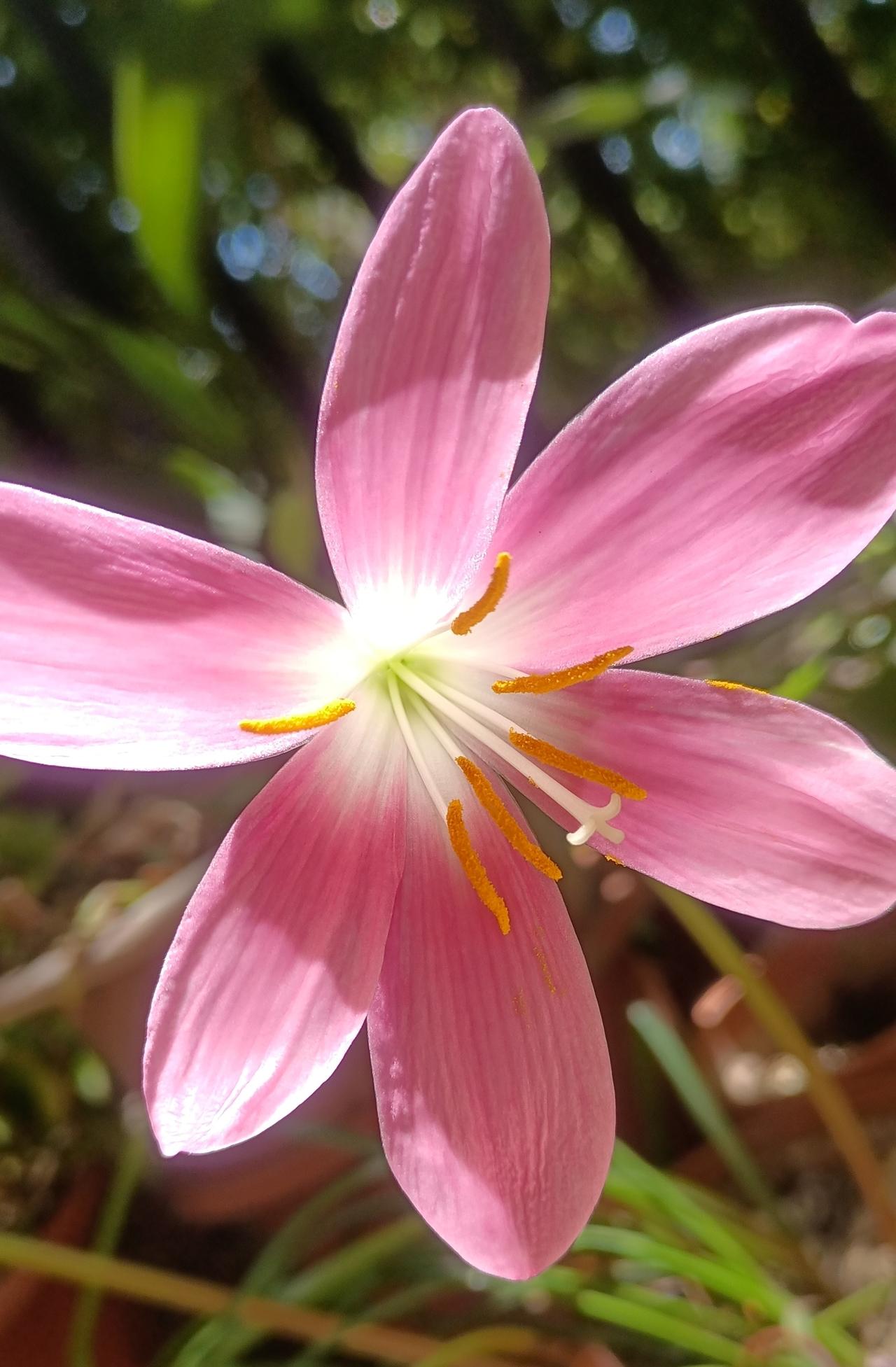 【夏之韵·与花寄情】相册里的花花草草
任何事情，总有答案。
与其烦恼，不如顺其自