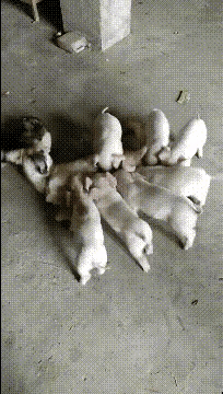 一群强盗[捂脸][捂脸][捂脸][捂脸]