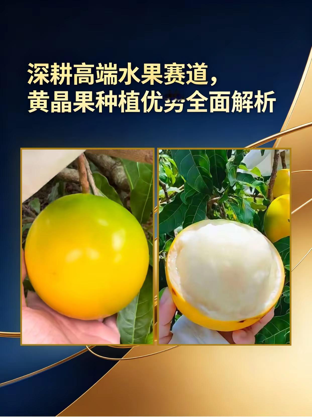 深耕高端水果赛道，黄晶果种植优势全解析。黄晶果种植