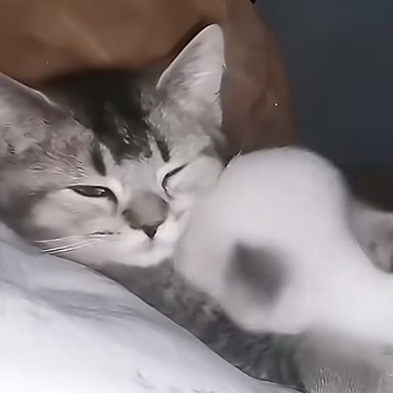 小小猫找小猫撒娇 咪：窝有小小咪！！！ 