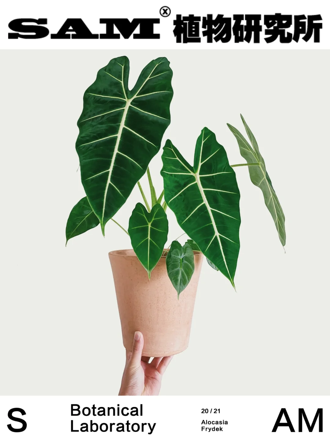 绿天鹅绒海芋｜Alocasia Frydek
