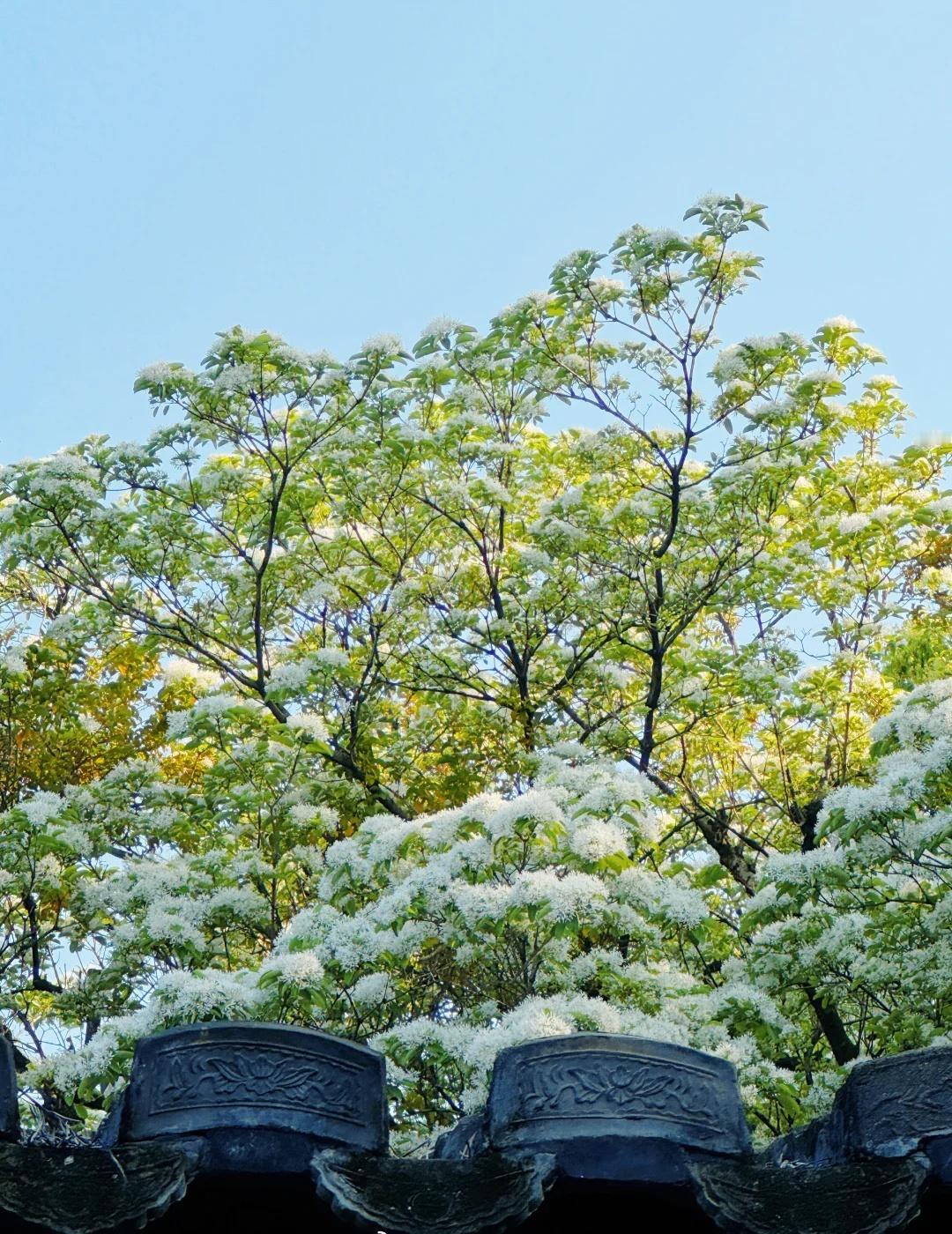 福州下起了四月的雪 好美 ​​​