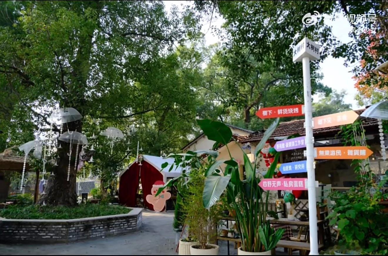 台州仙居90后女孩在百年樟树下打造乡村乌托邦90后姑娘郭家琪改造旧猪圈成“大树下