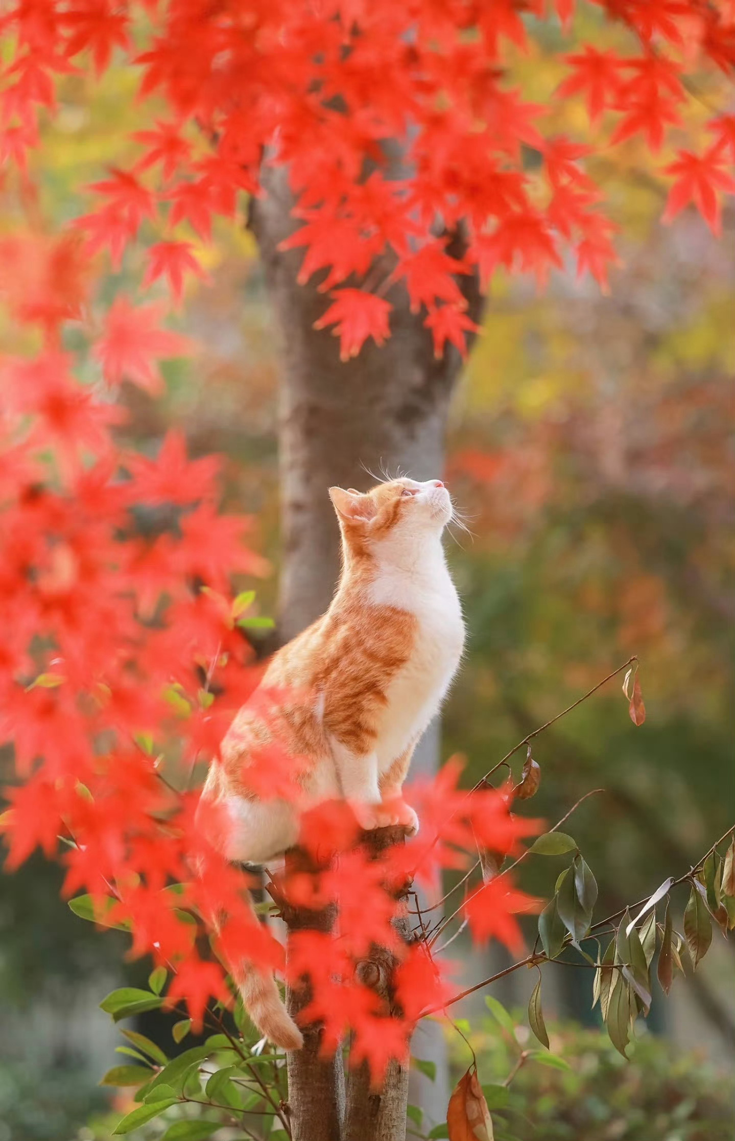 “  猫语秋声，叶落知寒 … ” ​​​
