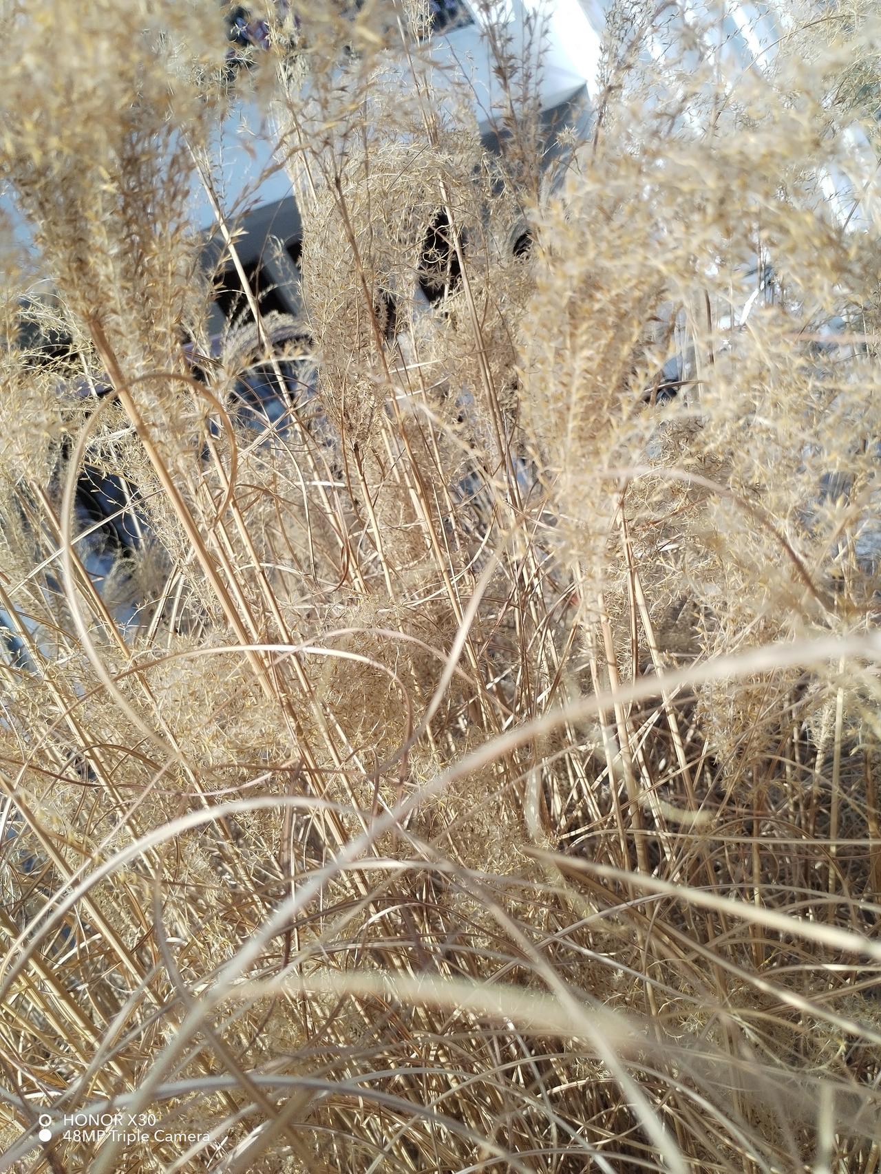 分享一张你最近拍的花春天的美随处可见，干花，绿色的草红的桃花，白色丁香争相斗艳