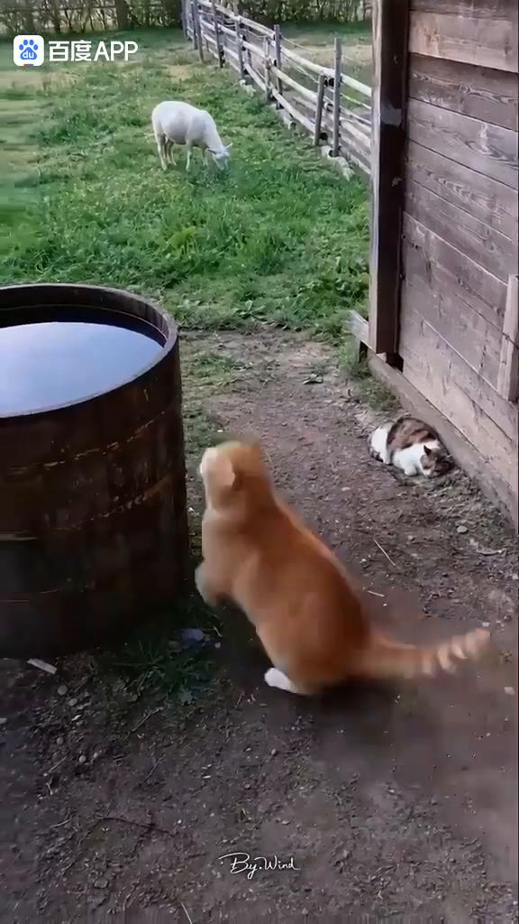 哈哈哈。
