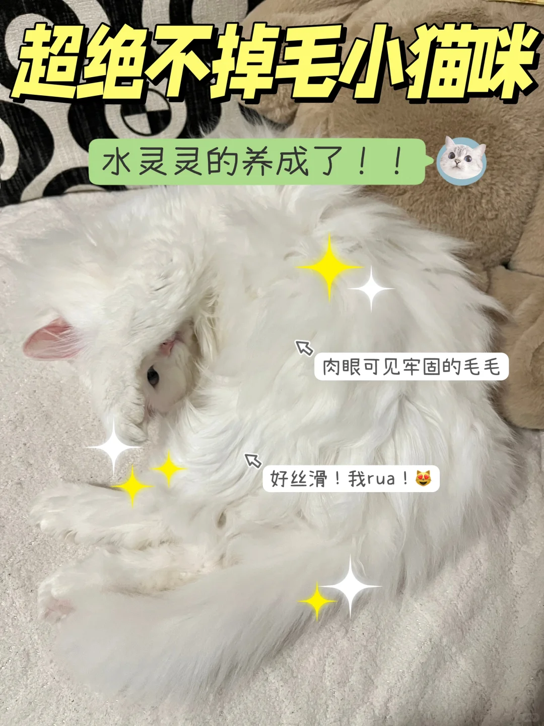 还为掉毛发愁？长毛猫鱼油使用分享