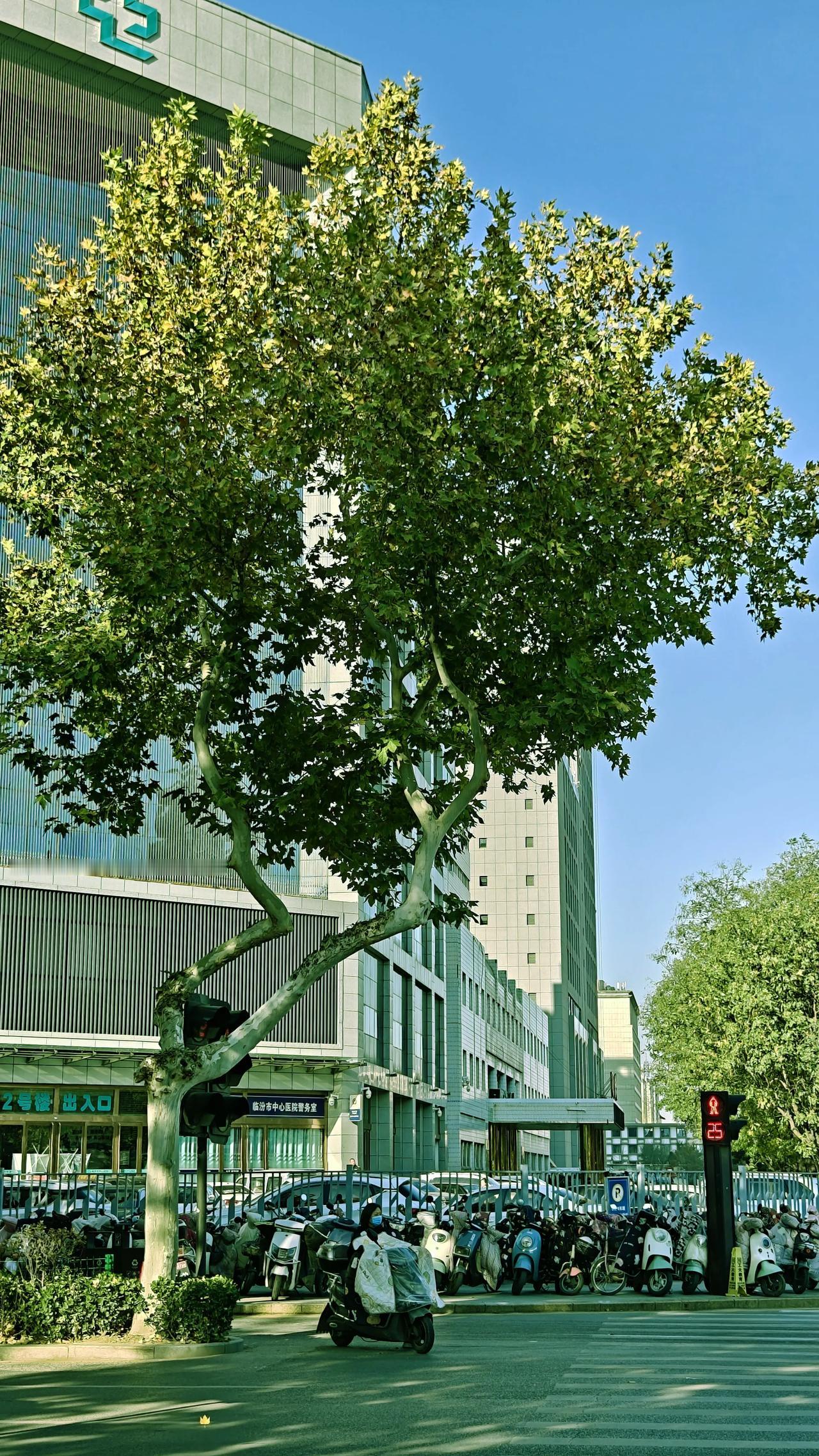 下午去了一趟中心医院，湿疹毛病，买了药，医院门口的那棵树，看着给人一种生命力顽强