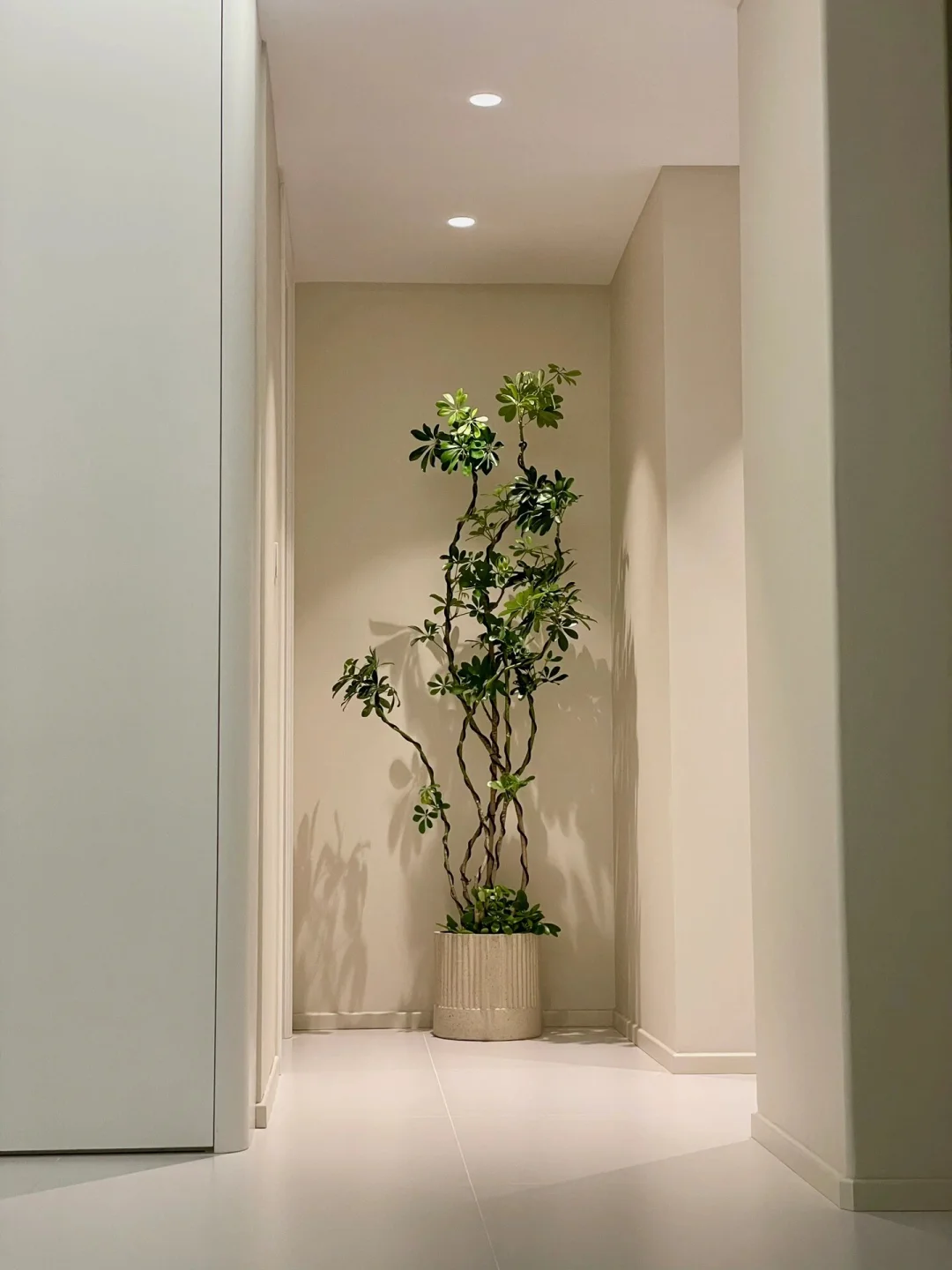 八方来财-鸭脚木 新手懒人绿植