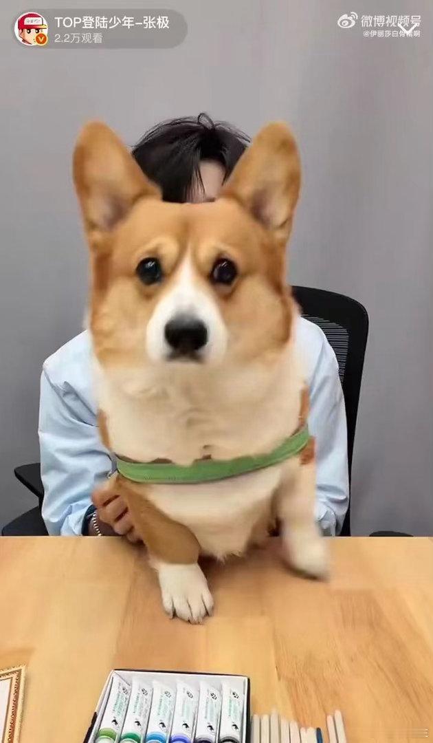 张极带狗直播张极带啵啵直播本以为只是寻常直播，却意外收获了“人犬默契小剧场”。当