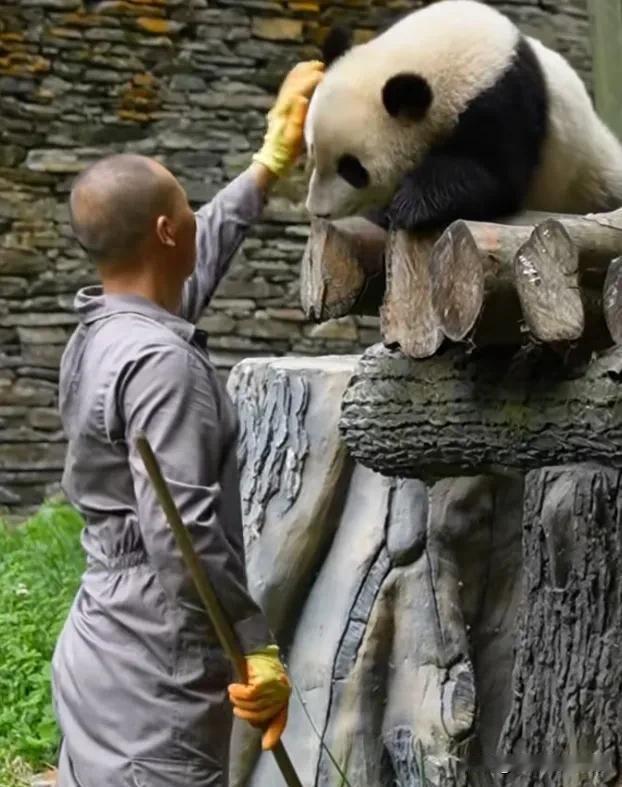 动物和人类的感情很纯粹，你对它好，它是能感受到的，它也会亲近你对你好！[比心]
