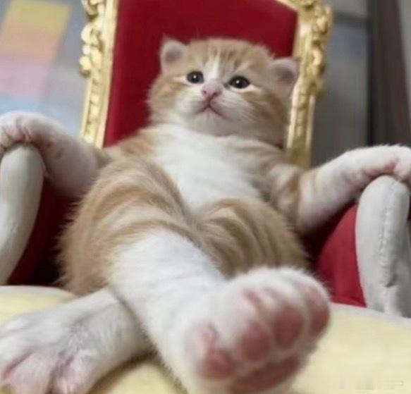 孙颖莎本咪孙颖莎