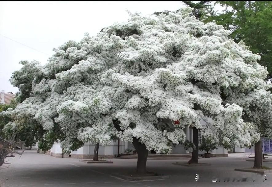 由于个体不同，不知道对友友们是否适用？不吃辣的，避免遭罪。另外，喝三七粉，效果非