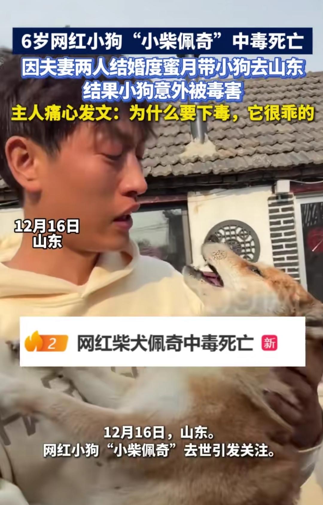 谁能想到，一场甜蜜的蜜月旅行，竟成了6岁网红小狗“小柴佩奇”的最后一程！主人带着