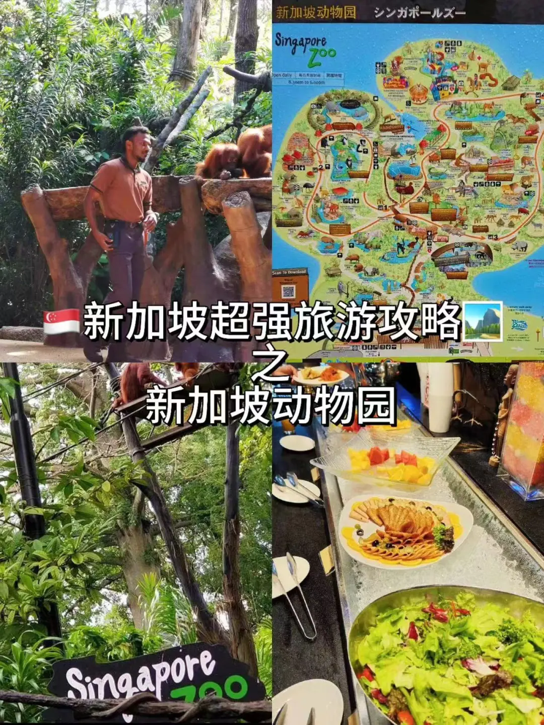 🤔来新加坡动物园的姐妹!!这篇攻略就够啦