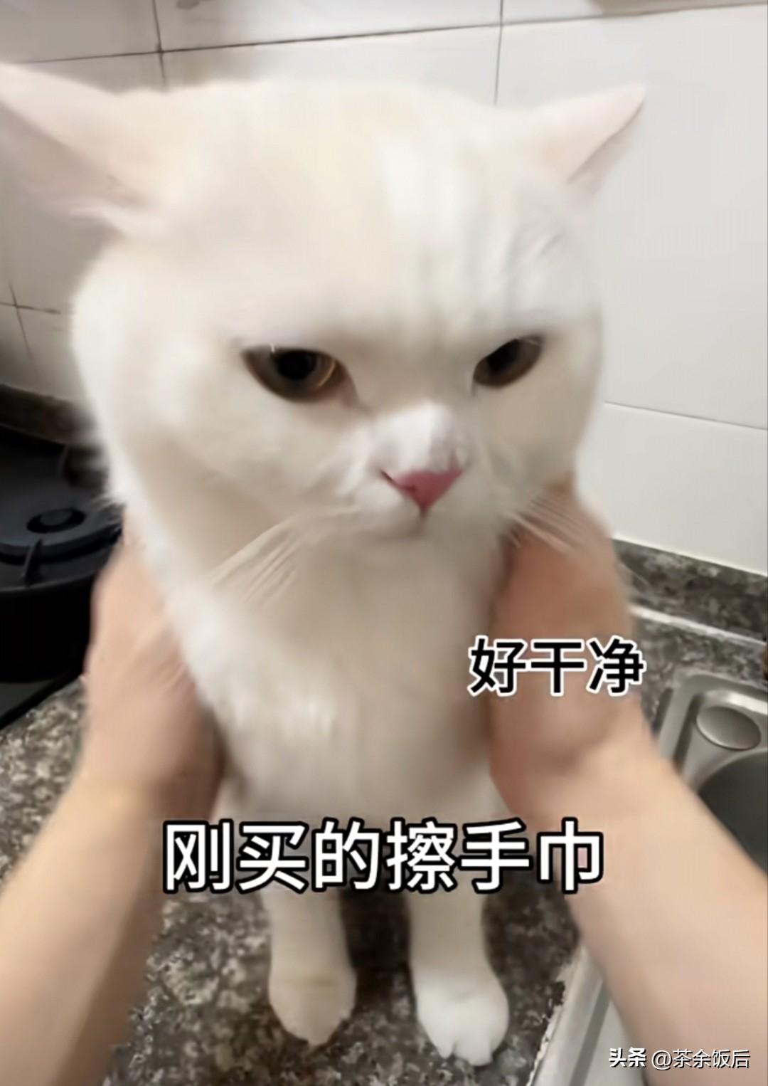 你问我答洗完手用猫擦手。猫会不会记仇啊，半夜敲我门？