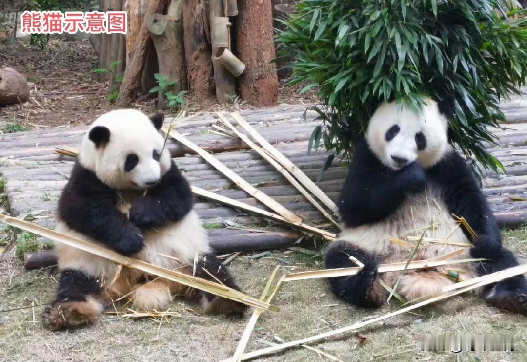 旅日两只大熊猫将于下月底返华，若无补借，届时日本将逾50年来首次无熊猫。 ​
日