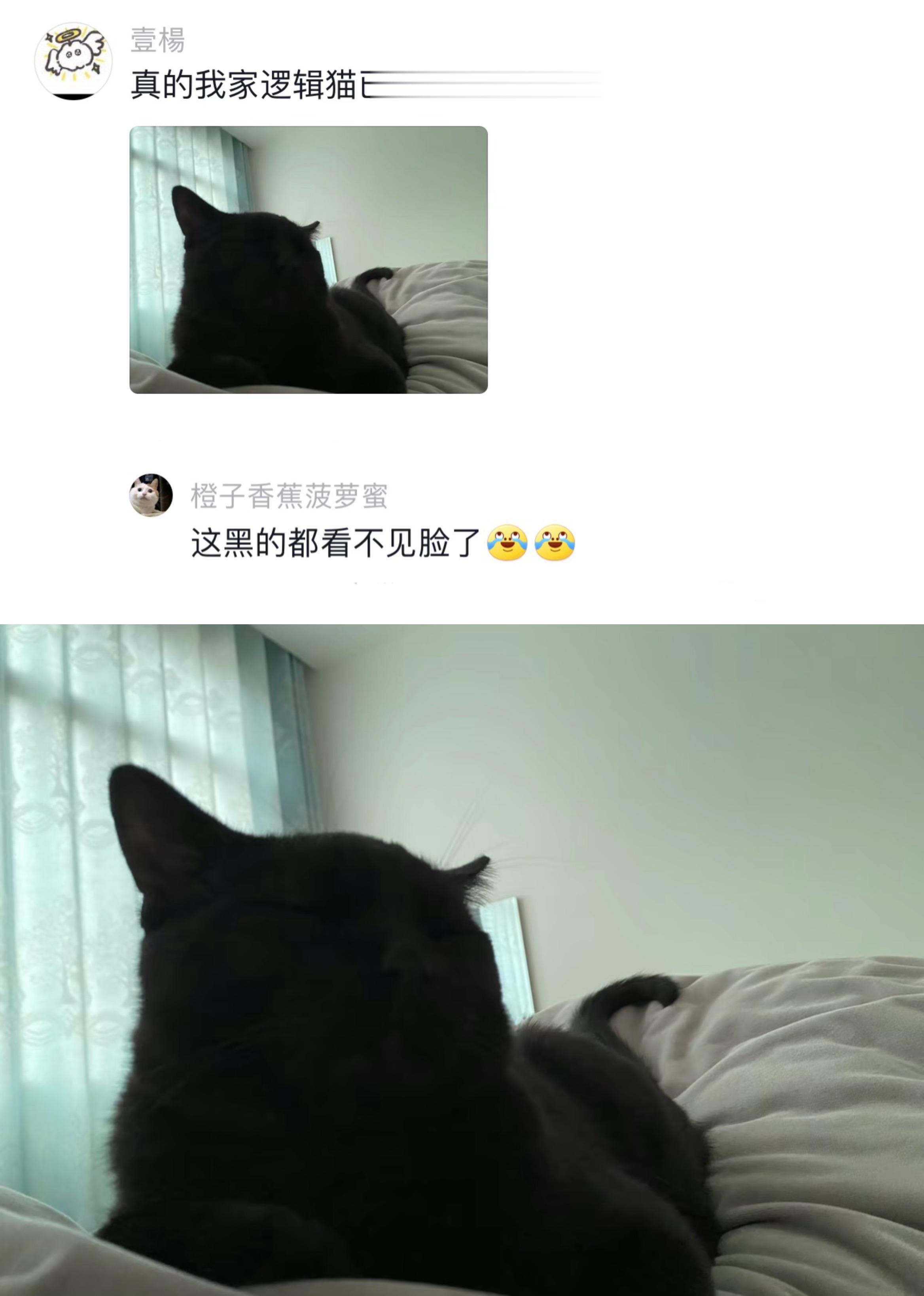 逻辑猫，人称小动物界的冻梨一到冬天就黑，那夏天会白回来吗[doge] ​​​