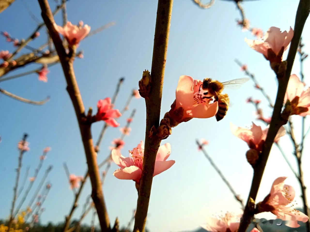 三月桃花红，红恋蜂儿飞。吻吻甜蜜蜜，春情待何时？(作者拍图配诗)