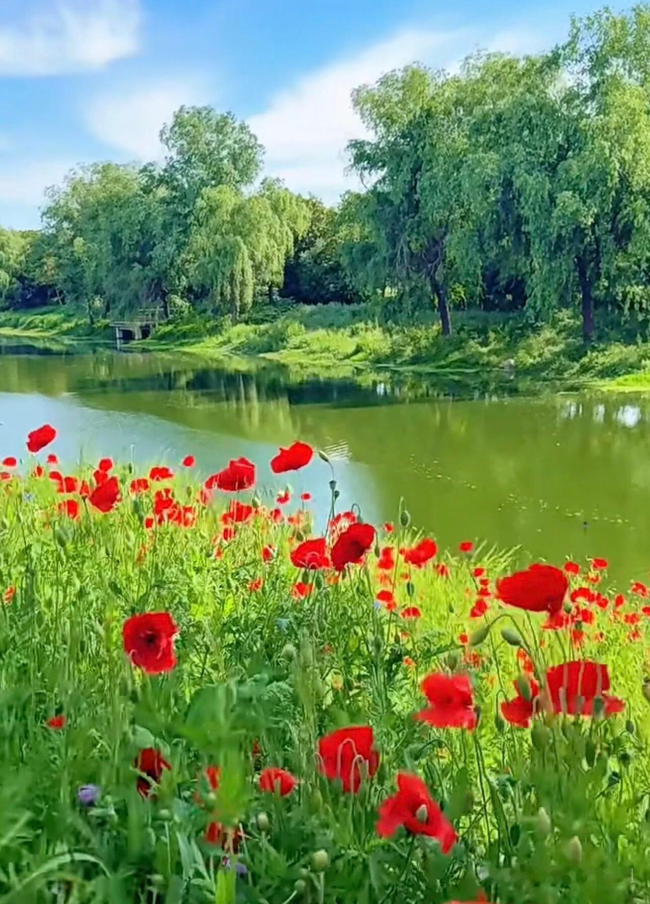 夏日湖畔野花盛开，红艳如火，美不胜收！🌸🌿💦