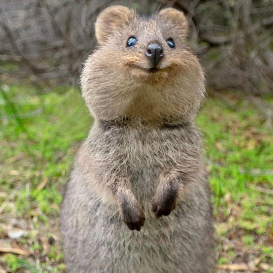 quokka 短尾矮袋鼠（袋鼠科） 