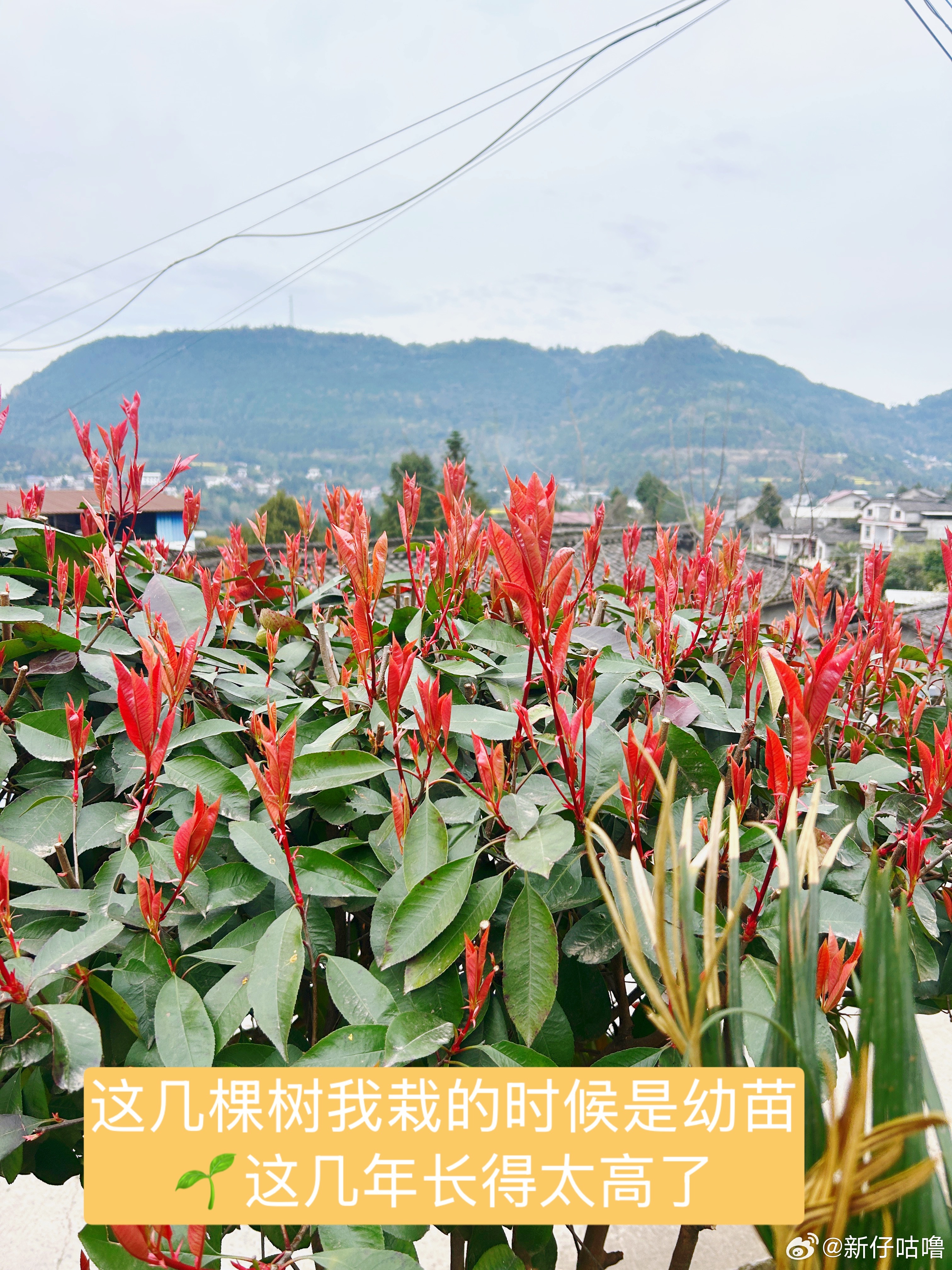 吃过午饭，姑父开车送我们回城里。爸爸去二姨家帮忙，妈妈和妹妹也一起送我们。到城里