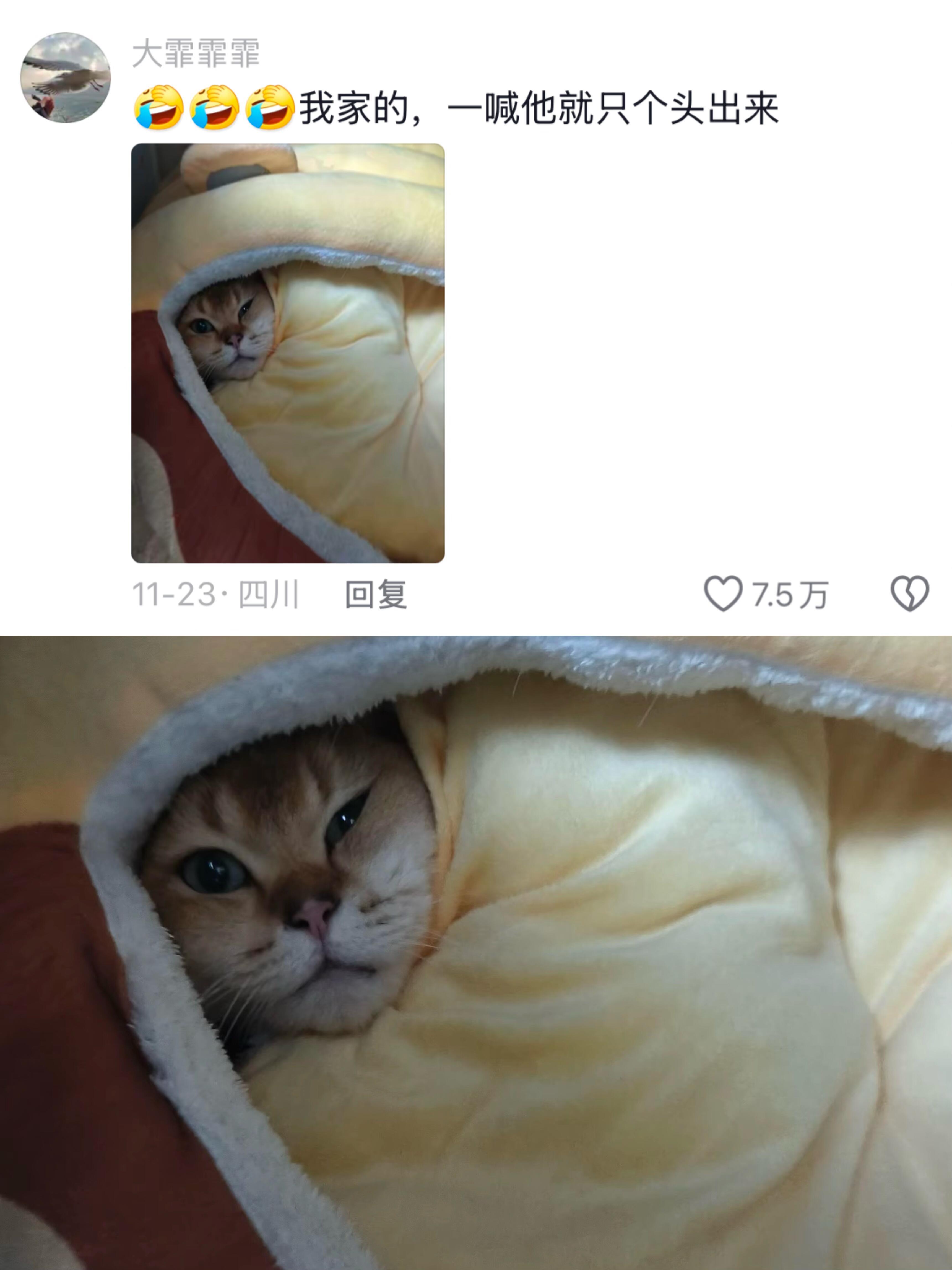 小猫的第一个冬天 小猫过冬现状🥶小猫：不要打扰我 我要冬眠咯～ 