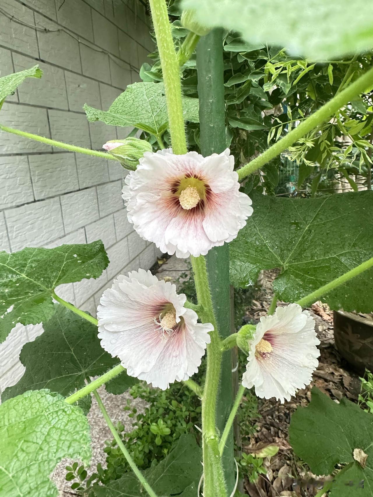 清晨拍下院里绽放的蜀葵，一花一叶皆是生活赠予的欢喜