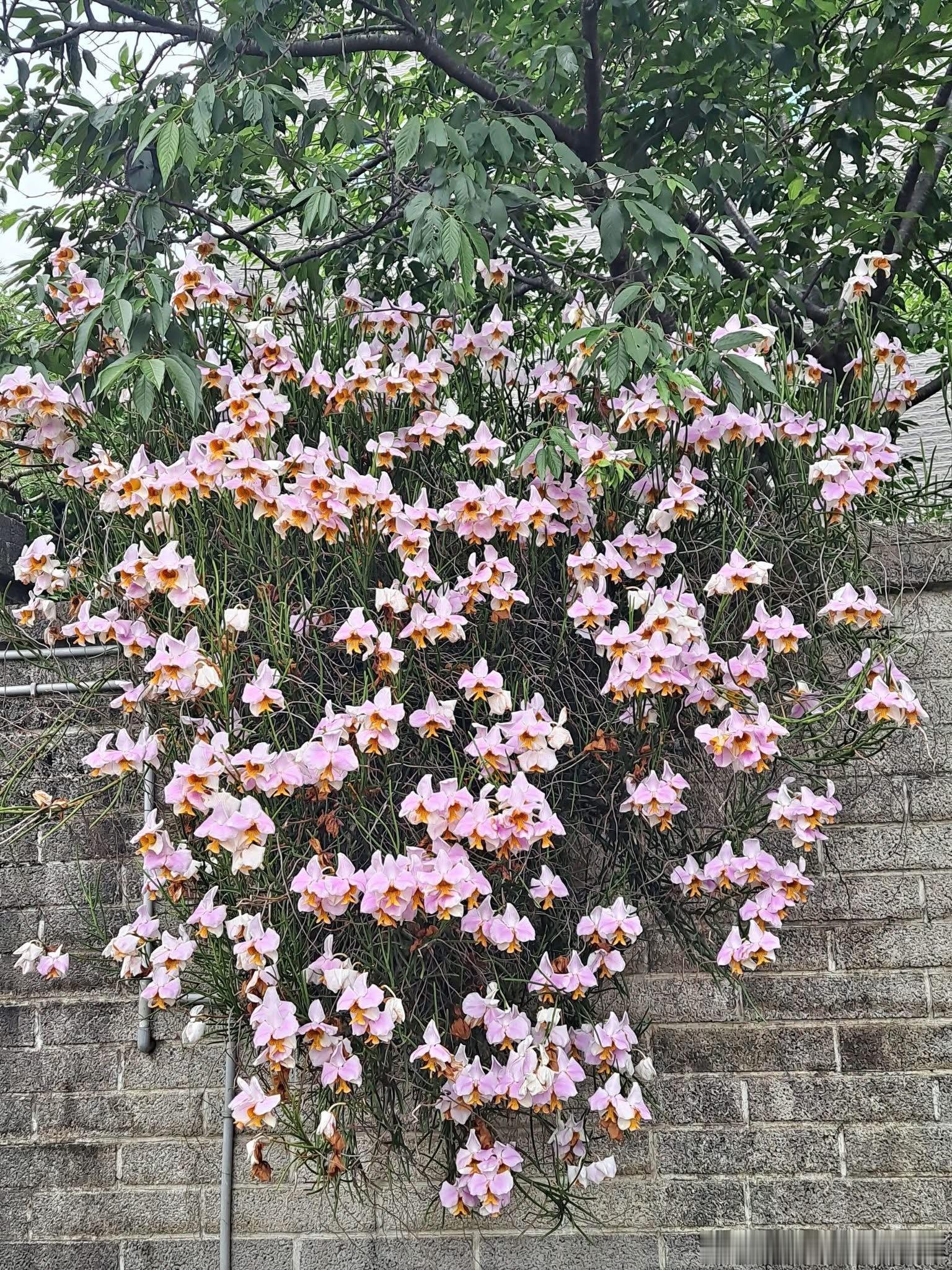 难得一见的铁钉兰 