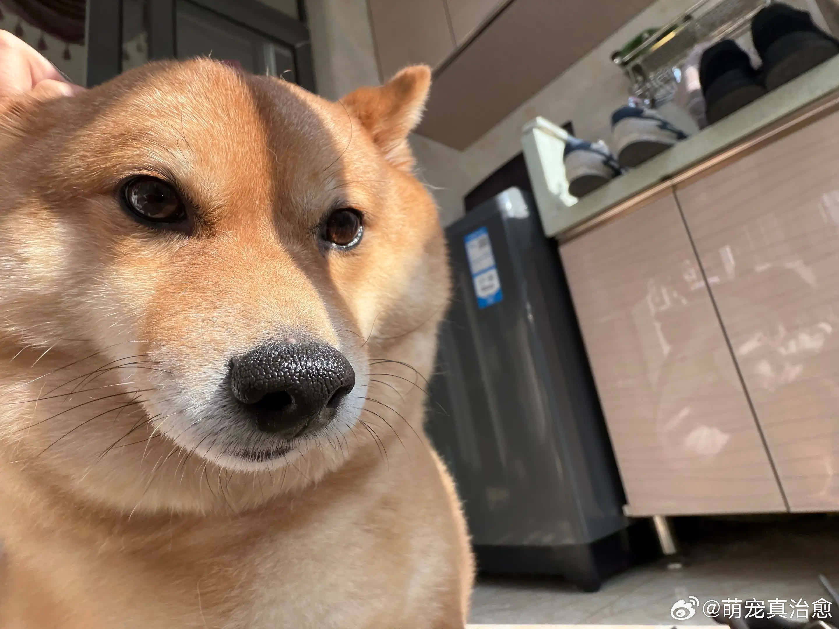 直视我。你会一直陪着我吗萌宠宠物