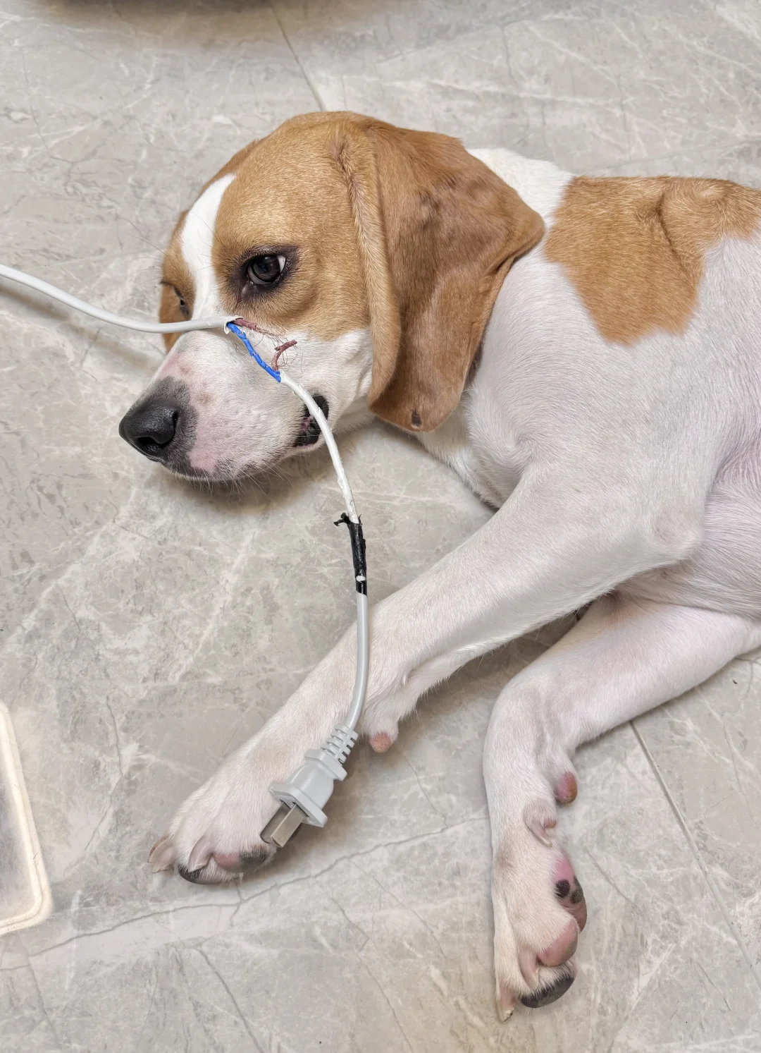 比格让我进步，又掌握一项接电线的技能