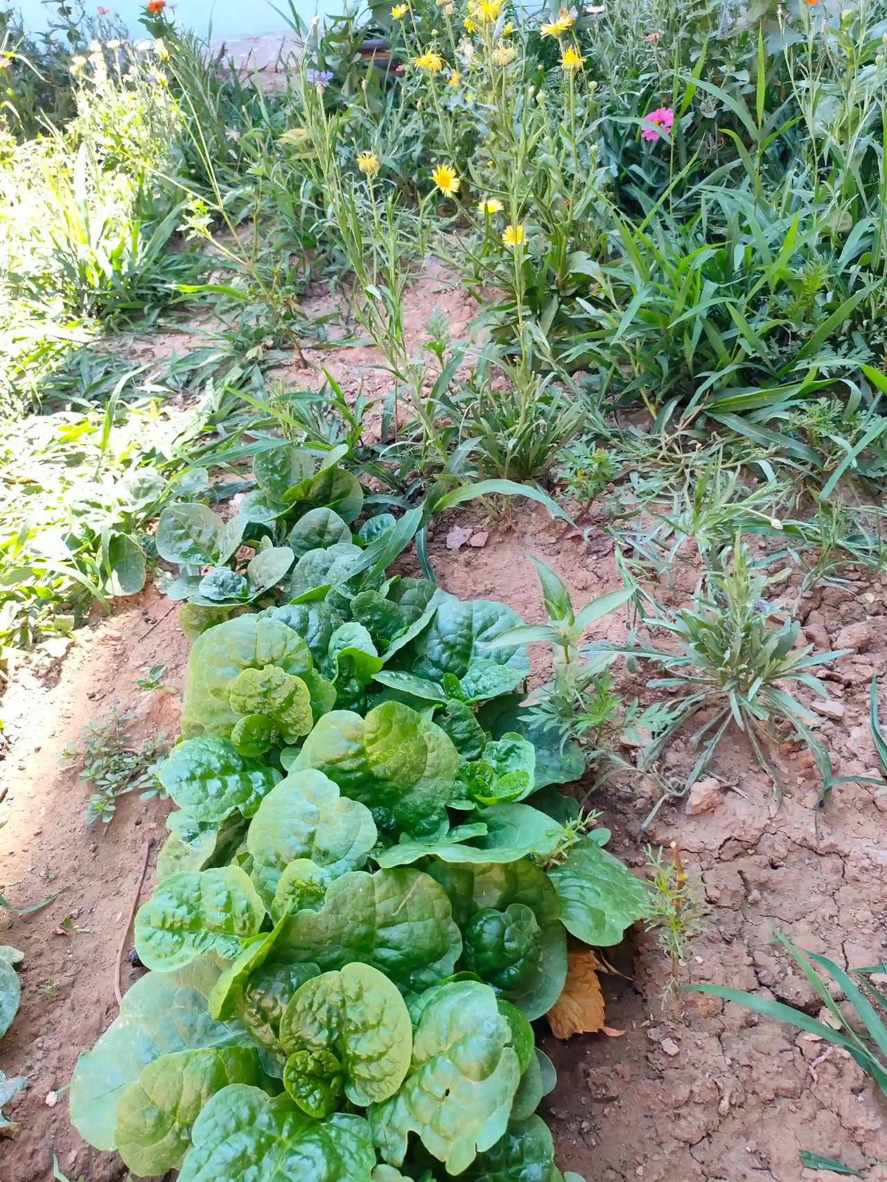 小院拾趣，有花有菜，烟火与芬芳同在。[微风][微风][微风]