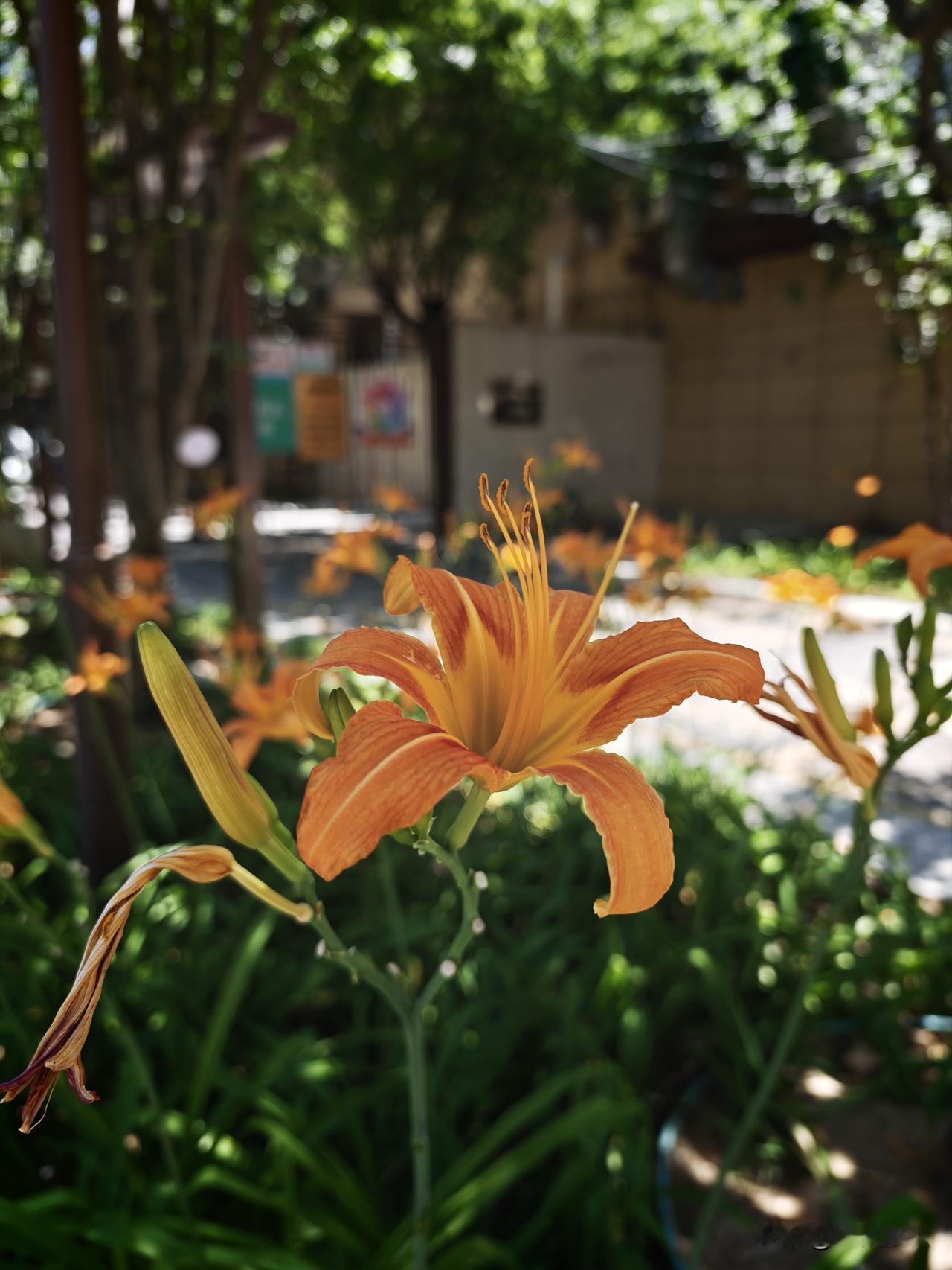 夏日生活打卡季夏季，鲜花盛开的季节，给人们带来无穷无尽的美感和欢乐。我爱着美好的