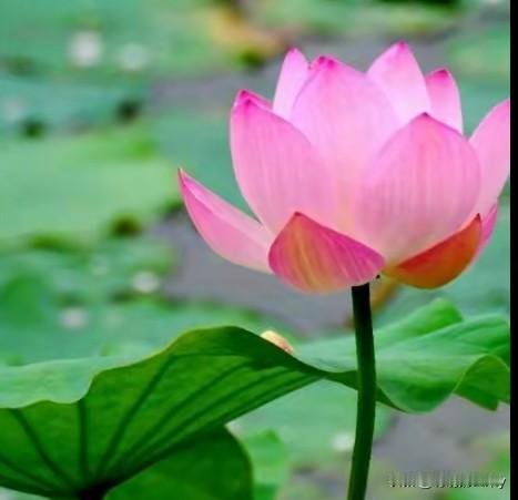 我喜欢荷花,不知道各位网友喜不喜欢，