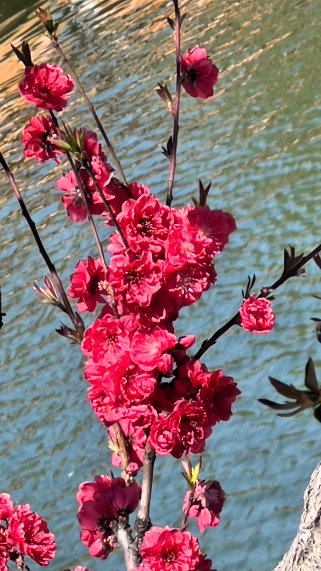 分享随拍桃花春日暖阳下，粉红色的桃花在湖边绽放，宛如一幅美丽动人的画卷。春日赏花
