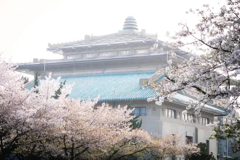 去赏花、赏武大樱花……