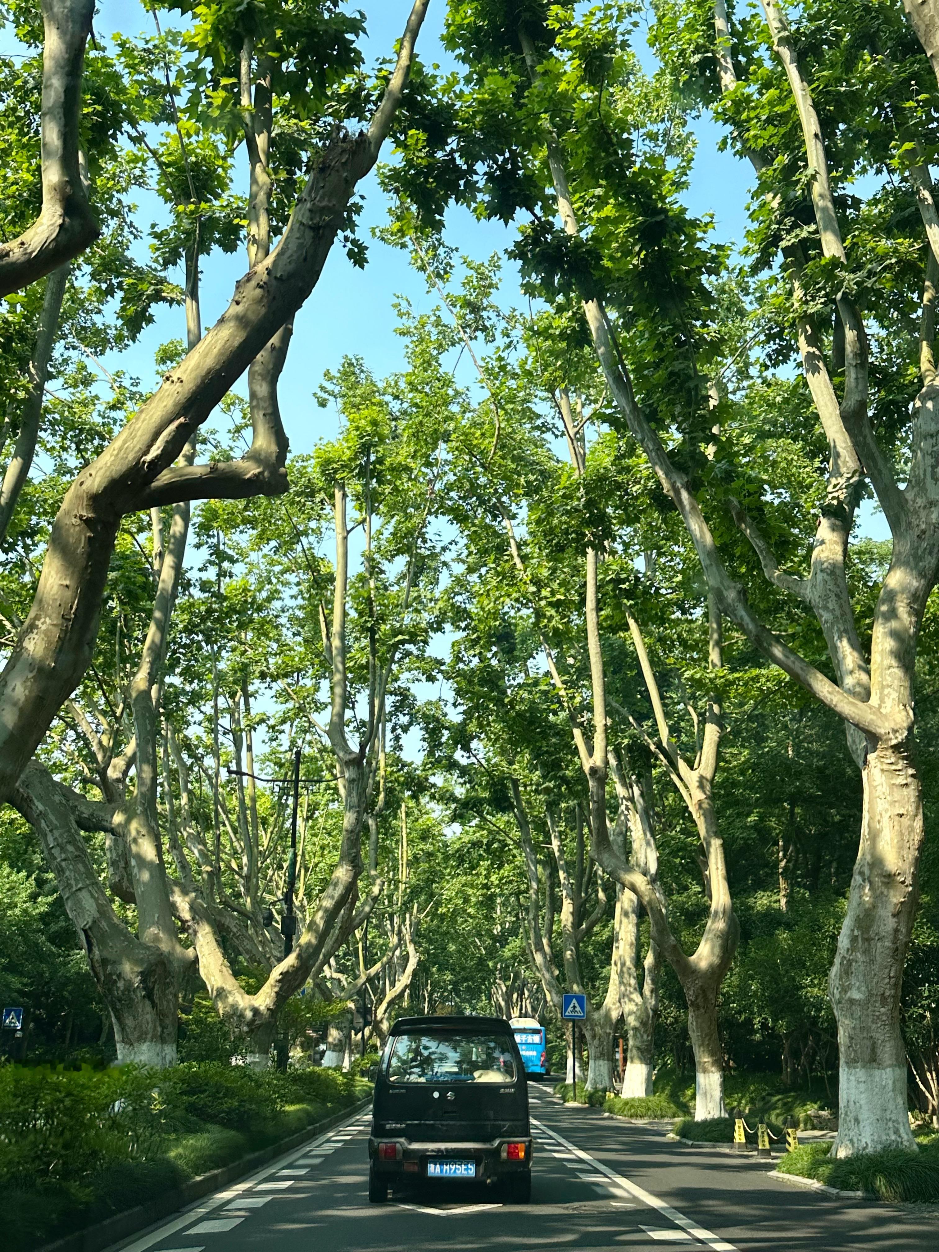 满满的绿色生命力