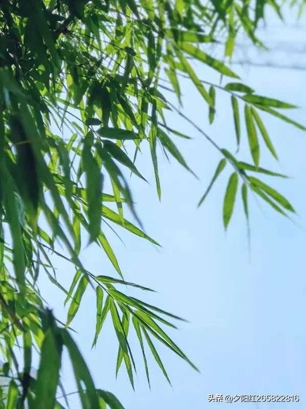 上联:秋月红枫冬雪梅
下联:春风翠竹夏日荷