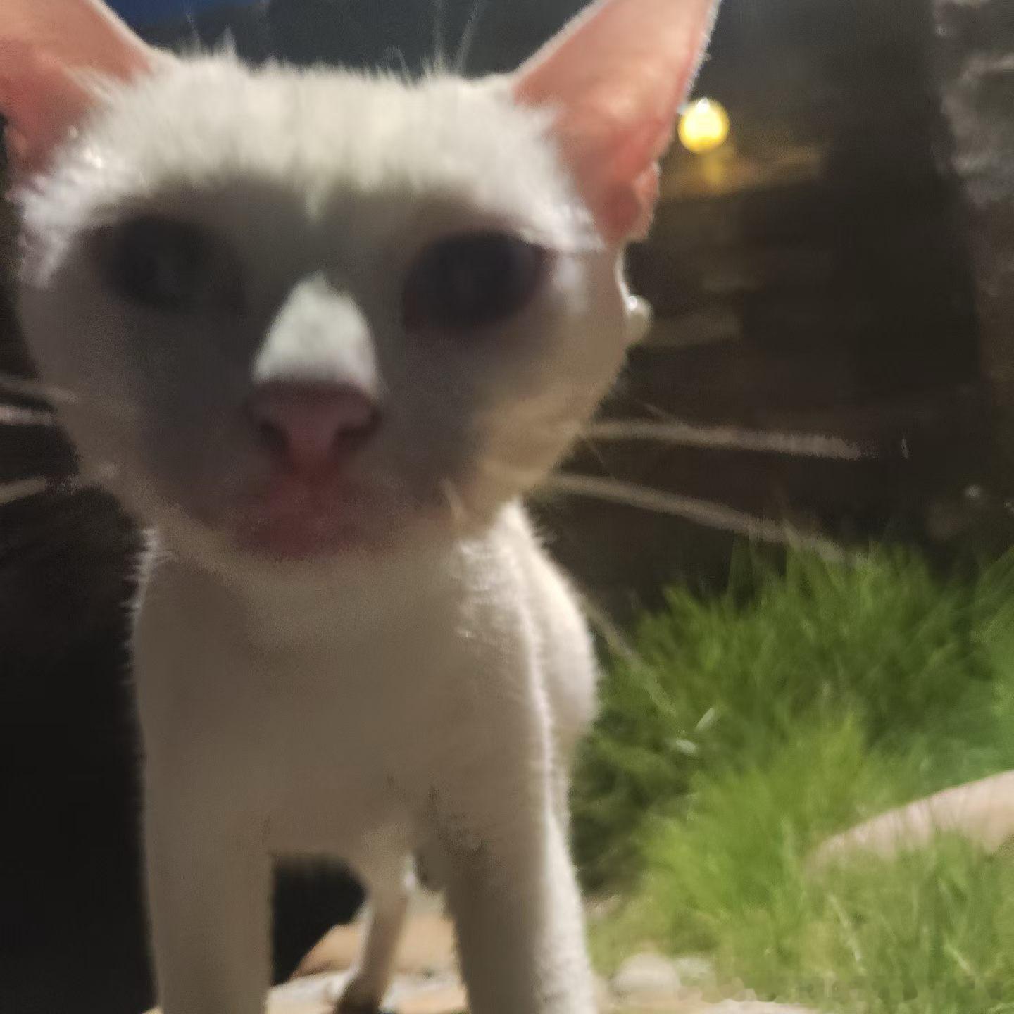 50526【丑猫】能不能申请成为丑王？ 