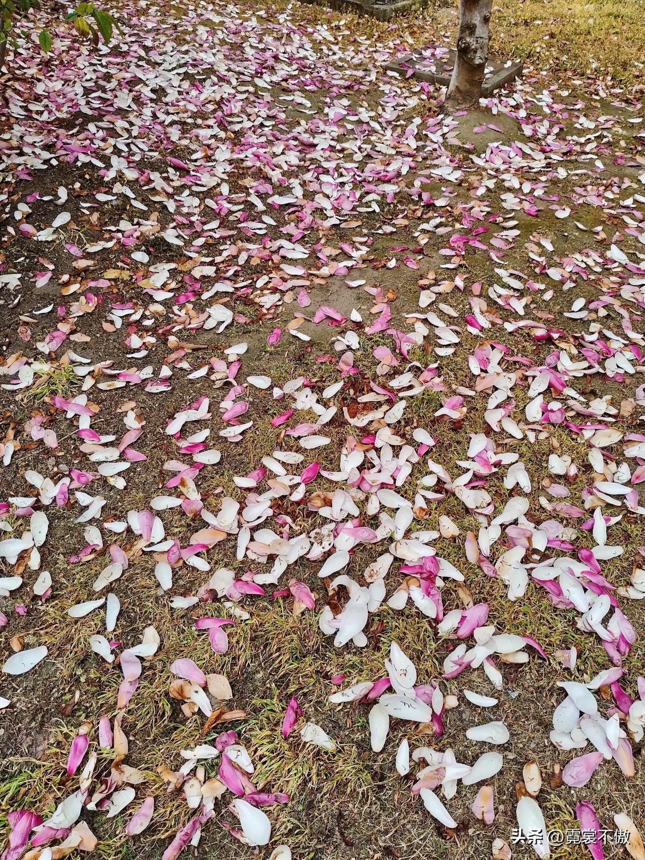 春雨润花开
春风吹花落
片片如蝶飞
空中舞婆娑
昨日在天上
今朝沾泥坨
颜色全褪