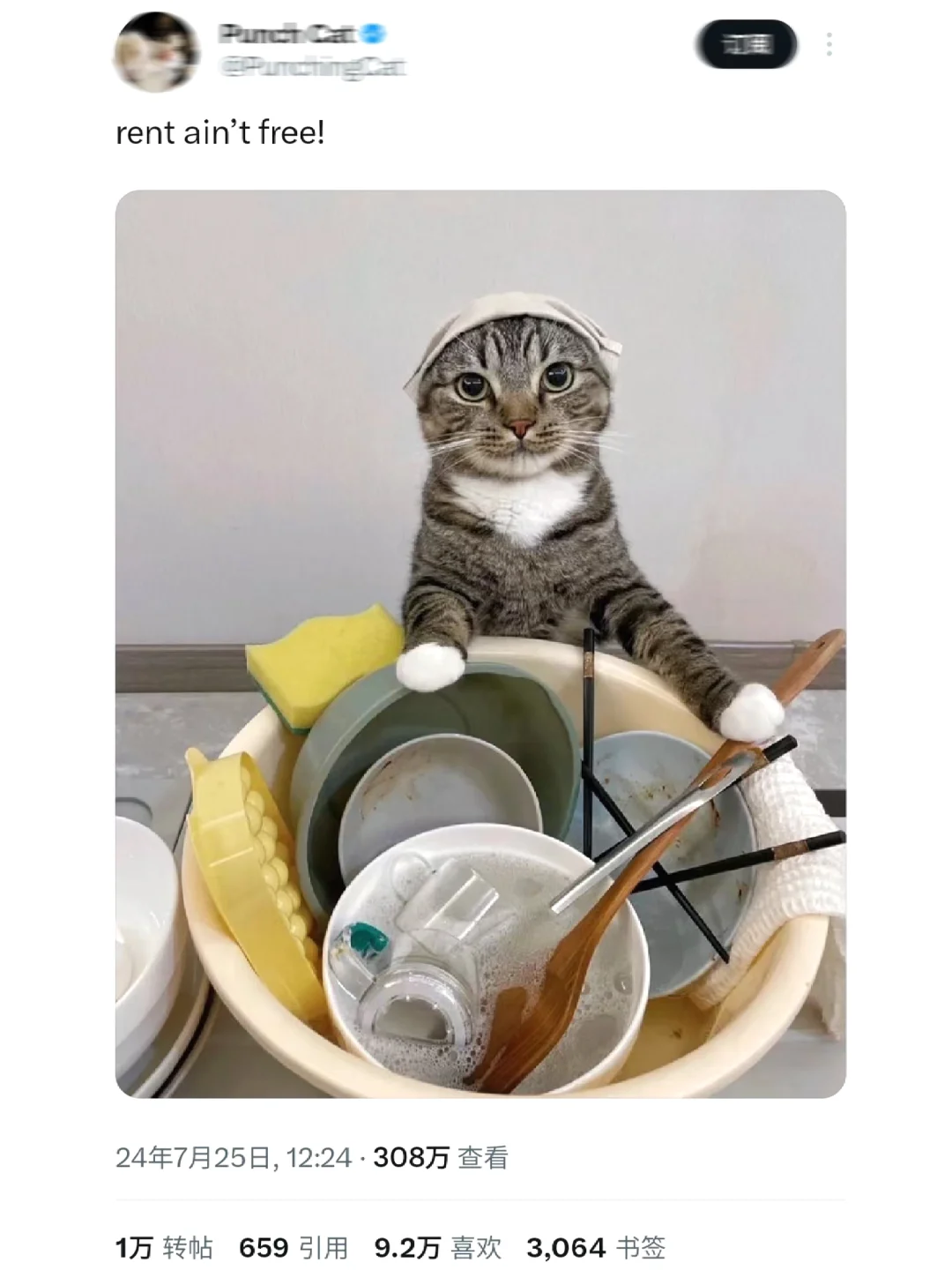 糟了，老外好像发现咱狸花猫会做家务了