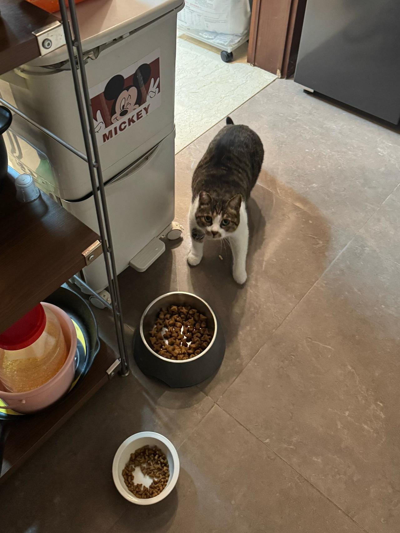 出息了，居然偷吃狗饭！