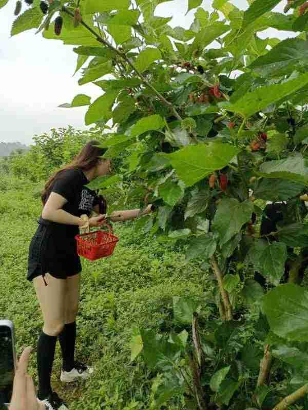 我的今日状态：😁轻松愉快
我这里的天气：🌈雨过天晴

桑葚慢慢变红了，还见点