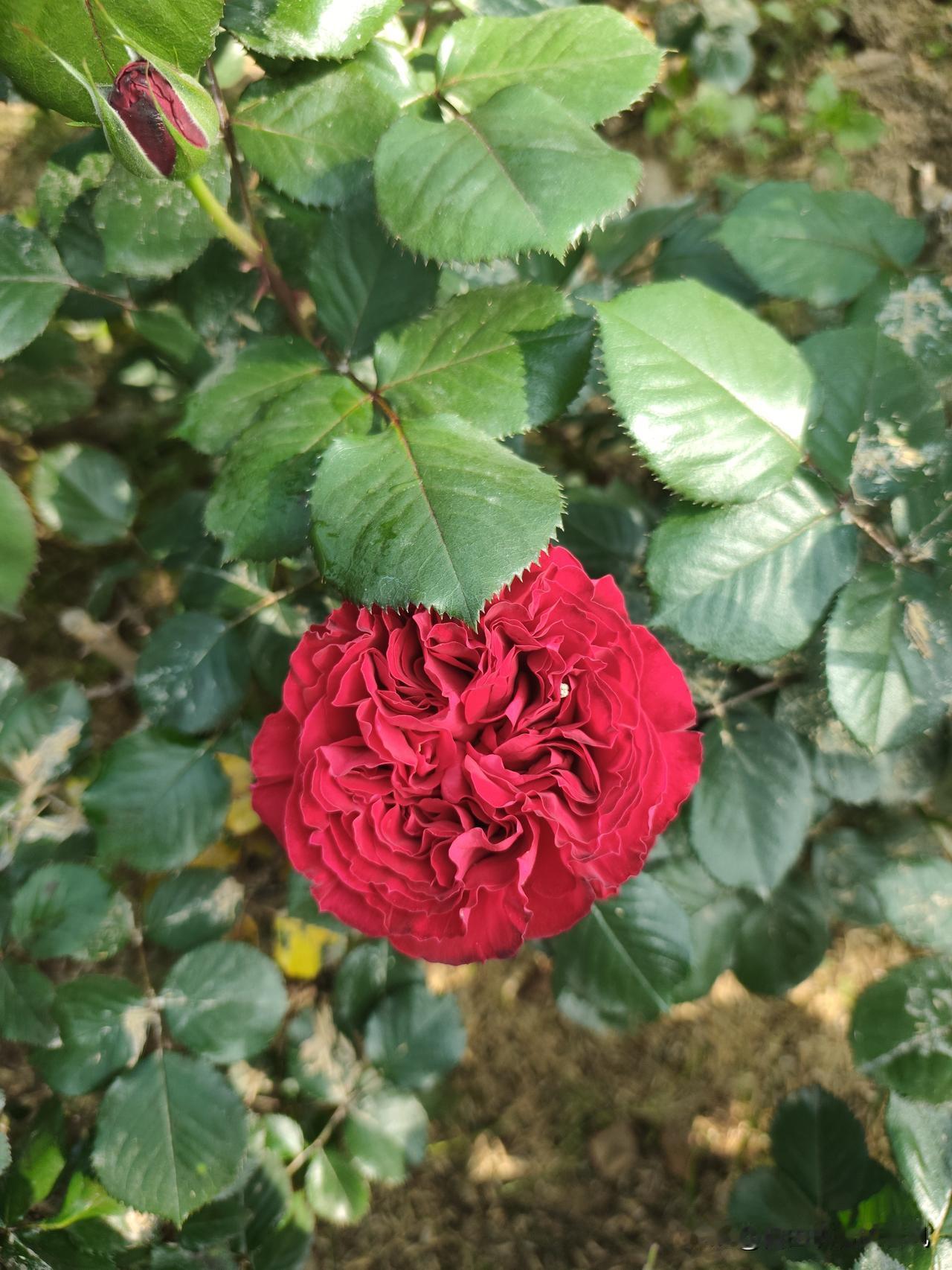 一抹深红藏锦绣，万般温柔入春风。